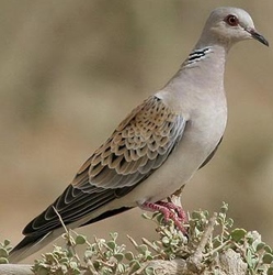 Хүүрзгэнэ (Өрнийн хүүрзгэнэ)